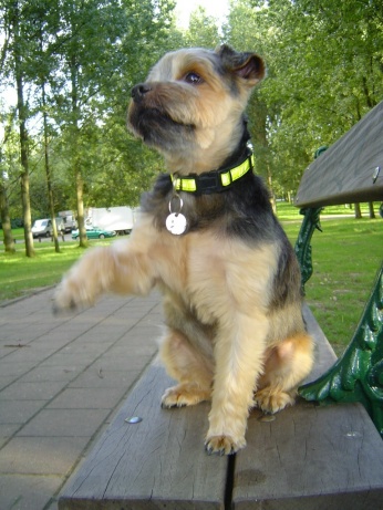 Tintin le ti chien
