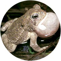 Jiko le crapaud